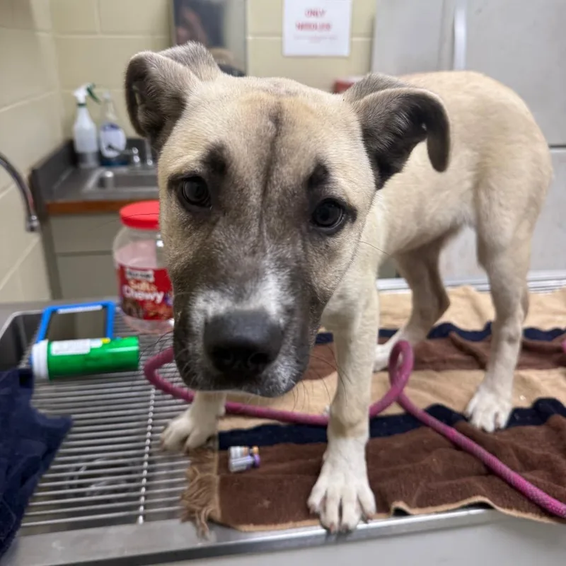 A baby medium-sized female Apricot / Beige Mixed Breed dog named Elowen for adoption in Columbus, GA