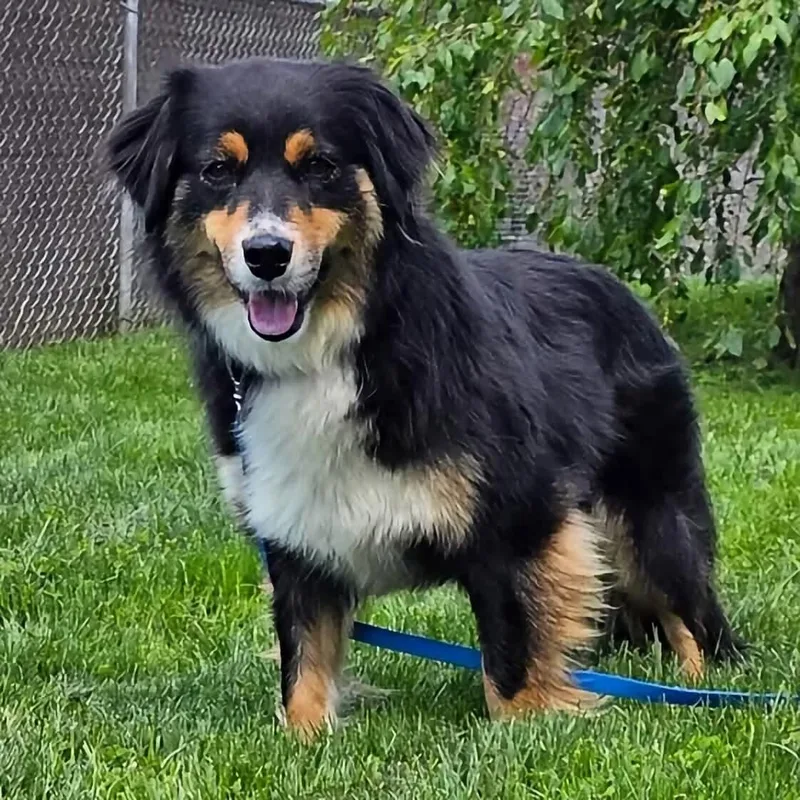 A young medium-sized female Australian Shepherd dog named Pistol Annie for adoption in Washington , PA