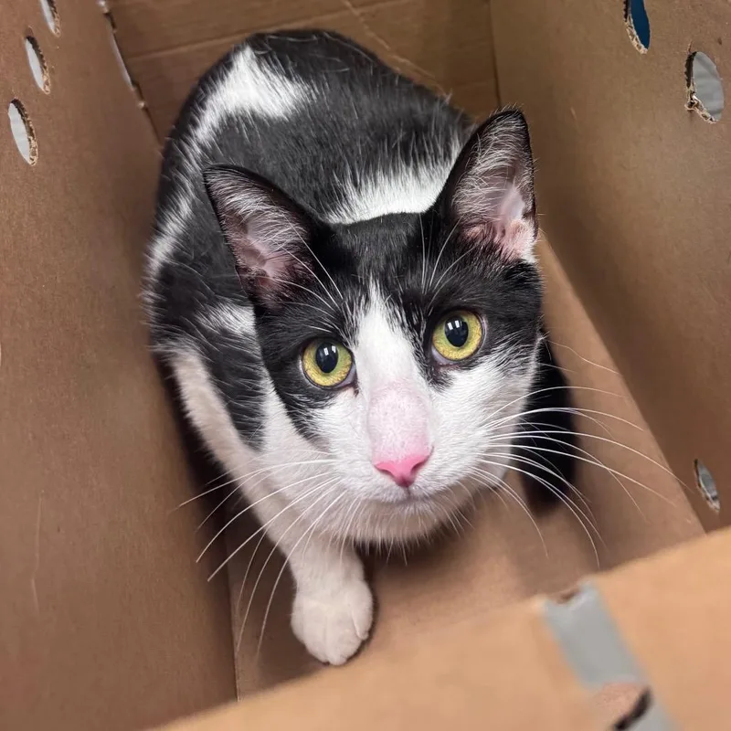 A young large-sized male Black Domestic Short Hair cat named Oso for adoption in Jacksonville, FL