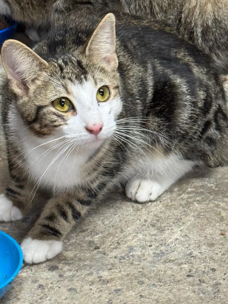 A baby small-sized female Domestic Short Hair cat named Nova Lee for adoption in Hagaman, NY