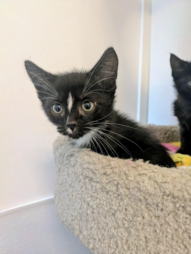 A baby small-sized male Black & White / Tuxedo Domestic Short Hair cat named Gonzo Pet Supplies for adoption in Kalamazoo, MI