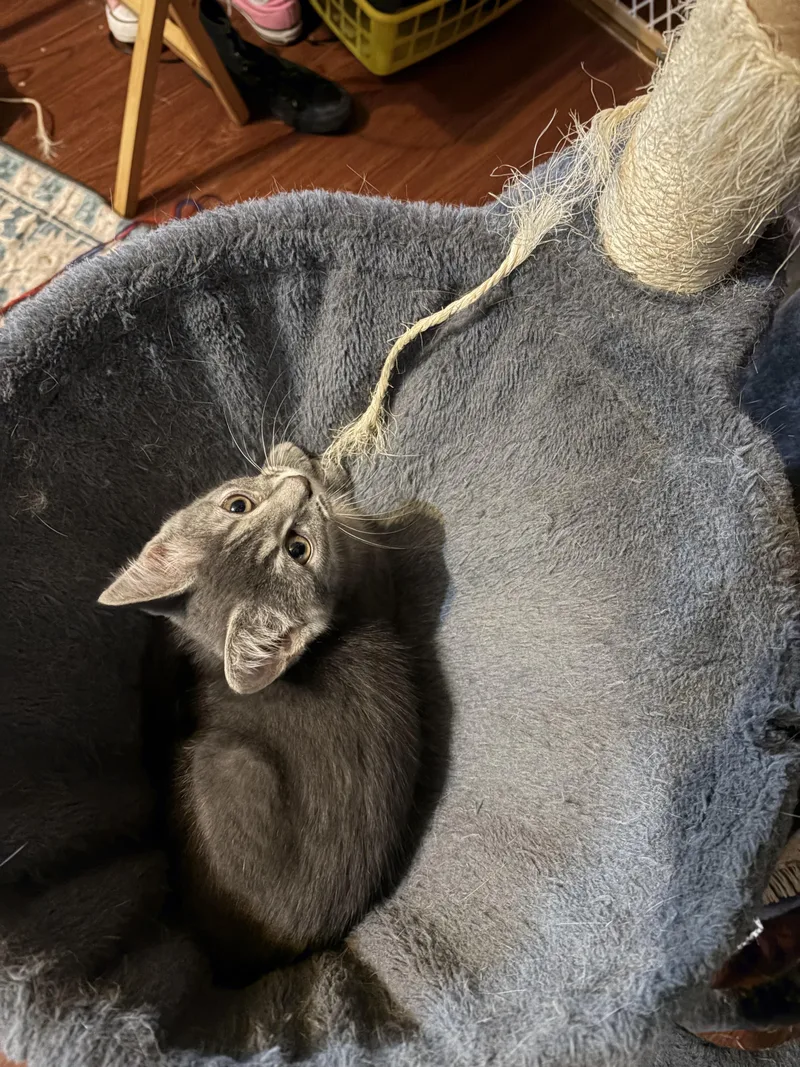 A baby medium-sized male Tabby (Gray / Blue / Silver) Domestic Short Hair cat named Cupcake for adoption in Muncie, IN