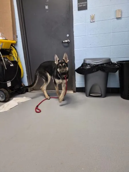 A young medium-sized male German Shepherd Dog dog named Pen  Atlas for adoption in Lawrenceville, GA