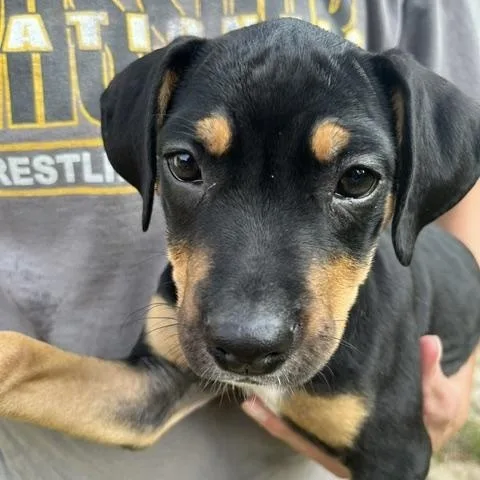 Rosie