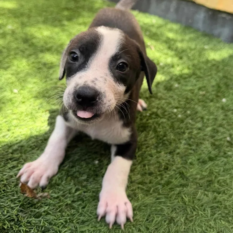 A baby medium-sized male Mixed Breed dog named Oreo for adoption in LOXAHATCHEE, FL