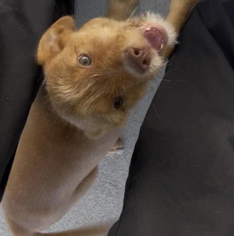 A baby medium-sized male Labrador Retriever dog named Bolero for adoption in Raleigh, NC