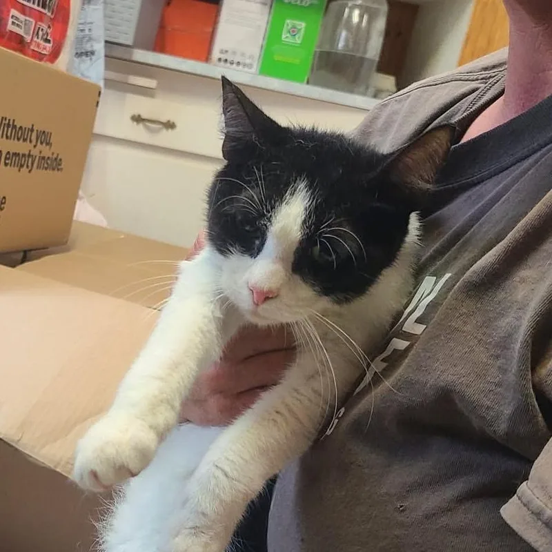A young small-sized male White Domestic Short Hair cat named Dolphy for adoption in Hemet, CA