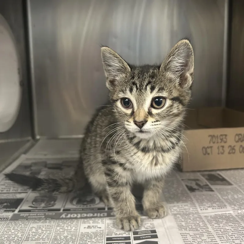 A baby small-sized male Gray / Blue / Silver Domestic Medium Hair cat named Frank Cilantro for adoption in Charleston, WV