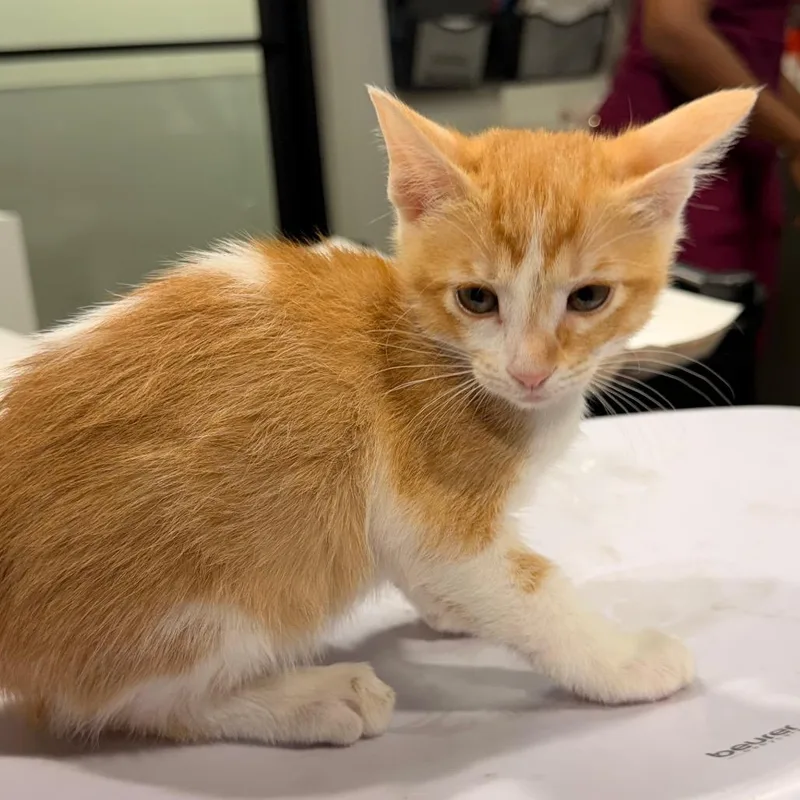 A baby small-sized female Orange / Red Domestic Short Hair cat named Audrey for adoption in Tampa, FL