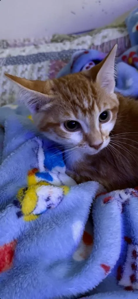 A baby medium-sized male Domestic Short Hair cat named Pumpkin Spice for adoption in Johnson City, TN