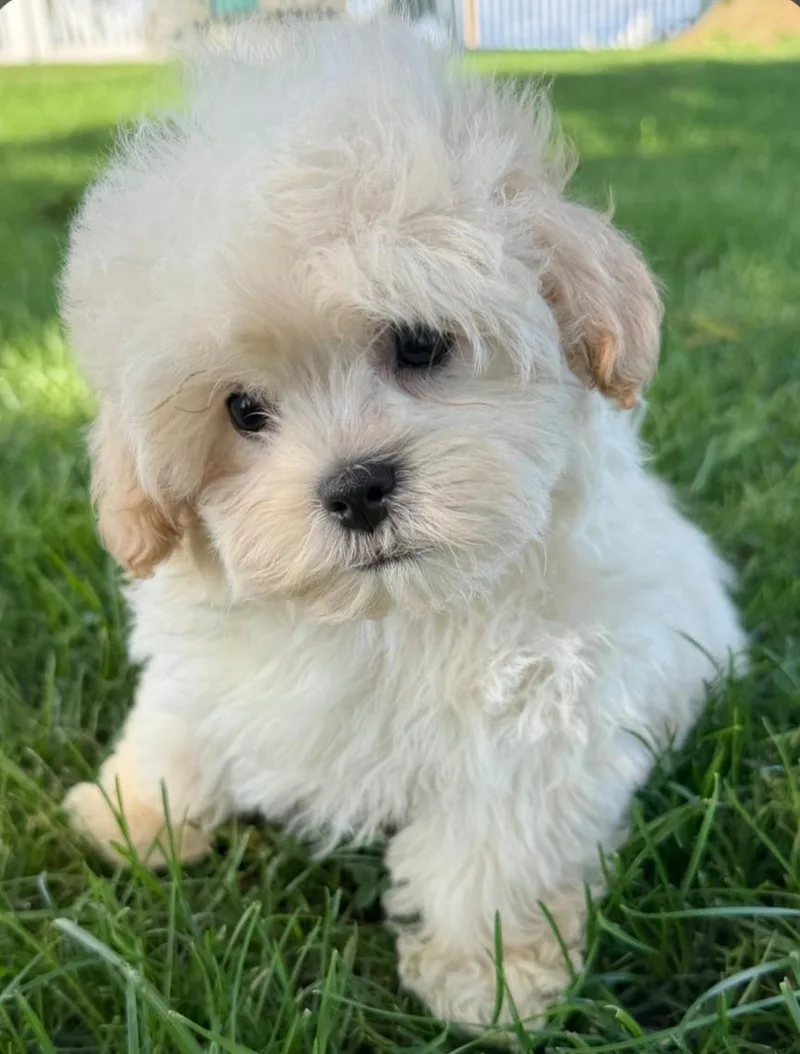 A baby small-sized male Shih poo dog named Cheddar for adoption in Liberty Center, OH
