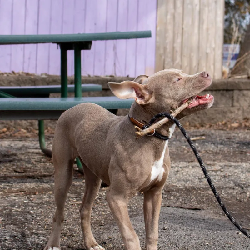 A baby medium-sized female Apricot / Beige Pit Bull Terrier dog named Ever for adoption in Madison, WI
