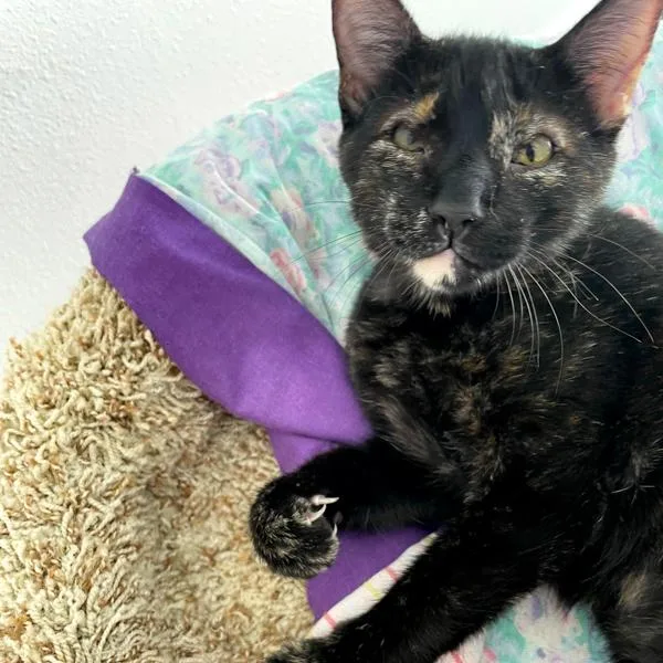 Sofi  Bonded Buddy thumbnail 3