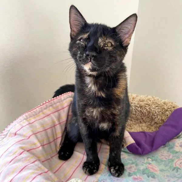 Sofi  Bonded Buddy thumbnail 4