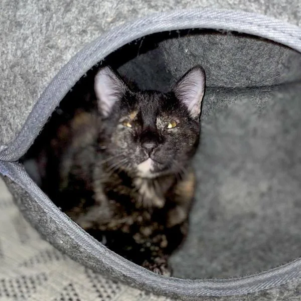 Sofi  Bonded Buddy thumbnail 5