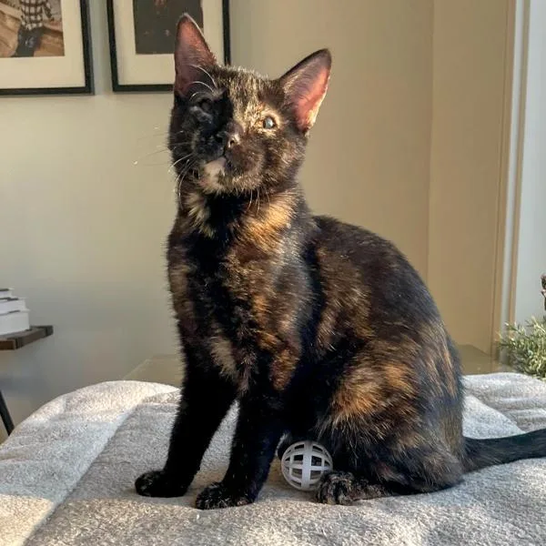 Sofi  Bonded Buddy thumbnail 6