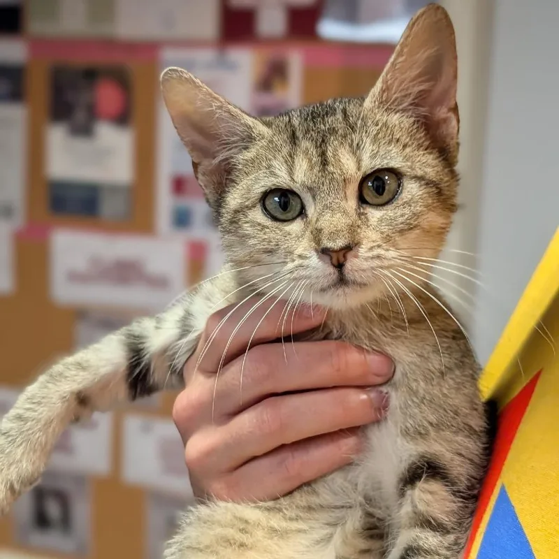 A baby small-sized female Gray / Blue / Silver Domestic Short Hair cat named Estelle Houston for adoption in Denver, CO