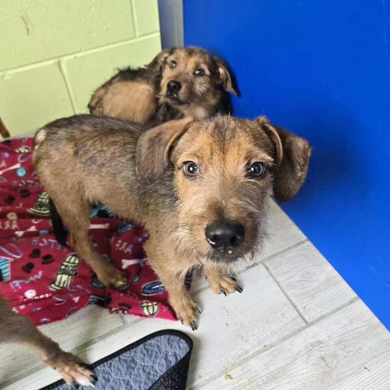 A young small-sized male Brown / Chocolate Wirehaired Terrier dog named Moose for adoption in Newport, TN