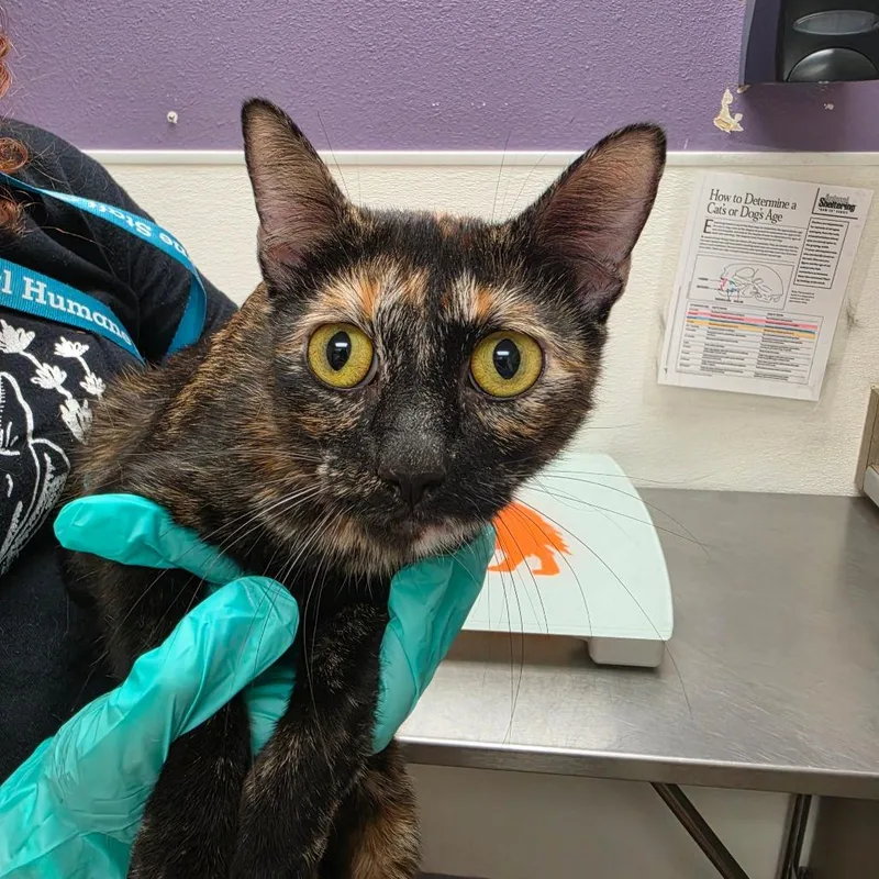 An adult medium-sized female Black Domestic Short Hair cat named Hazelnut for adoption in Albuquerque, NM
