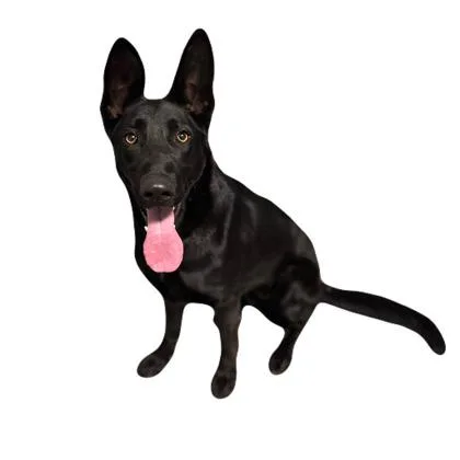 A young medium-sized female Shepherd dog named Marie for adoption in Red Bluff, CA