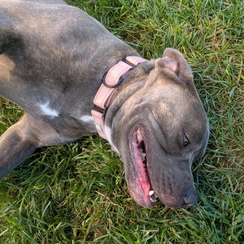 A young large-sized male Gray / Blue / Silver Mixed Breed dog named Zeus for adoption in Harrisonburg, VA