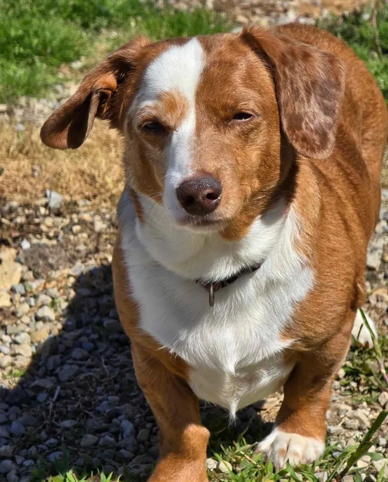 An adult small-sized female Tricolor (Brown, Black, & White) Dachshund dog named Daphne for adoption in Ross, OH