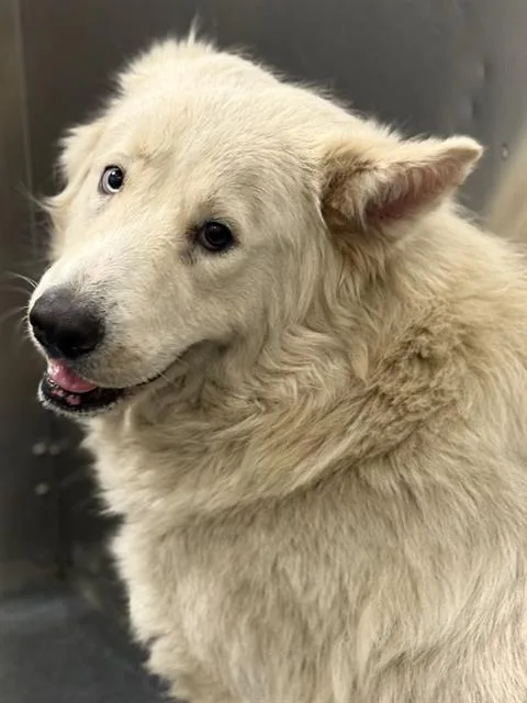 A young extra large-sized male Great Pyrenees dog named Zeus for adoption in Dallas, TX
