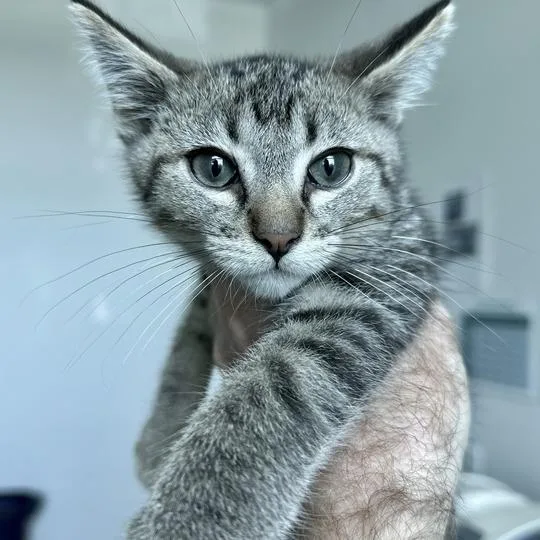 A baby small-sized male Gray / Blue / Silver Domestic Short Hair cat named Fox for adoption in Matteson, IL