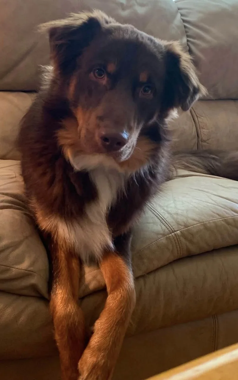 An adult large-sized male Red / Chestnut / Orange Australian Shepherd dog named Louie for adoption in Alexandria, VA
