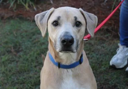 An adult large-sized male Hound dog named Daffy for adoption in Brunswick, GA
