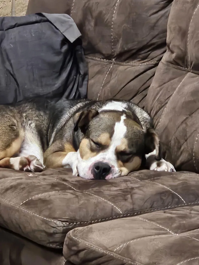 Pittie Paul thumbnail 2