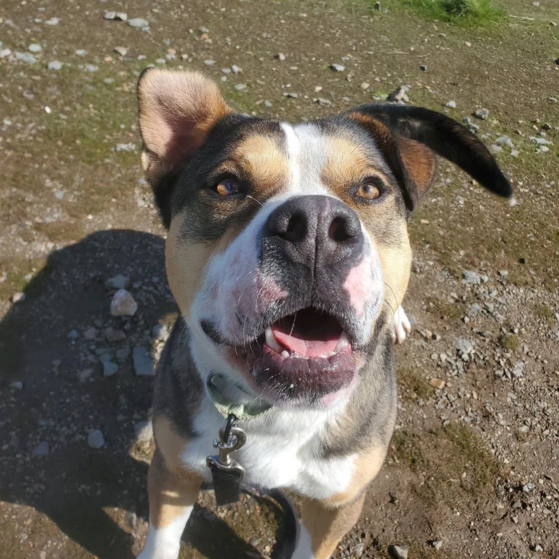 Pittie Paul thumbnail 3