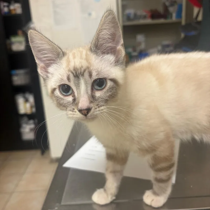 A baby small-sized male Gray / Blue / Silver Siamese cat named Billy for adoption in Pekin, IL