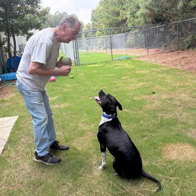An adult medium-sized female Black Mixed Breed dog named Juno for adoption in North Augusta, SC