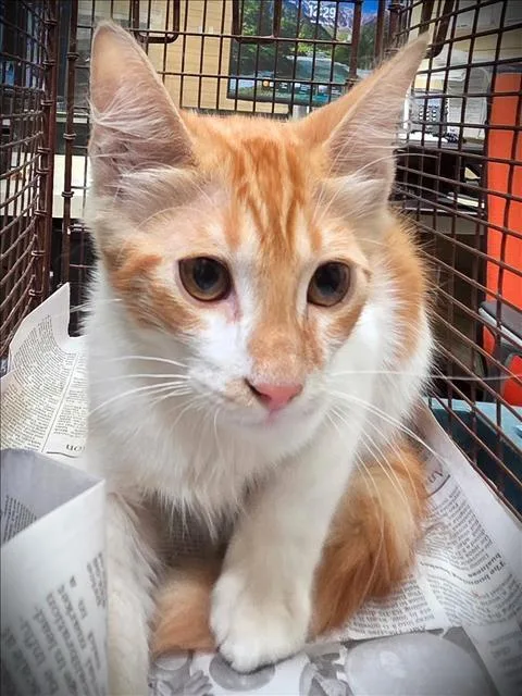 A baby medium-sized male Domestic Short Hair cat named Tootsie Roll for adoption in Los Angeles, CA