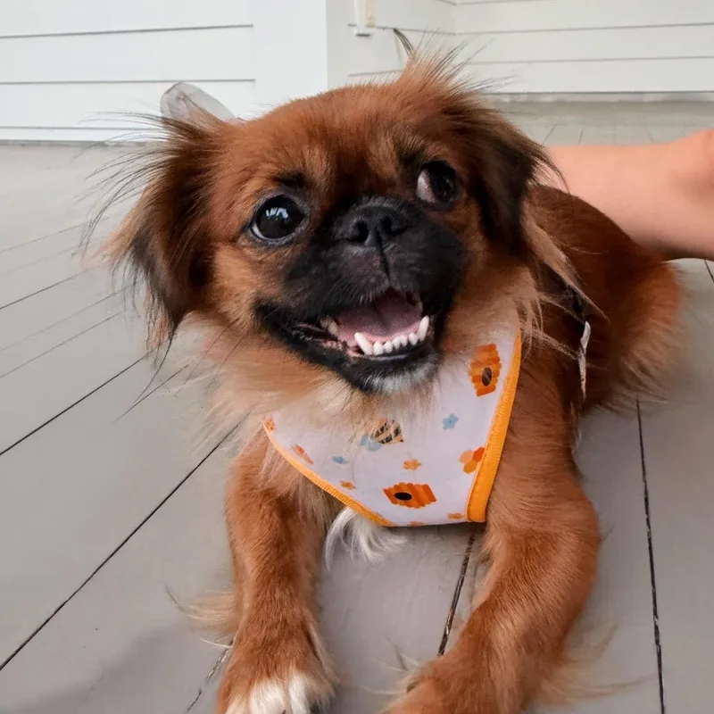 Cherie thumbnail 2