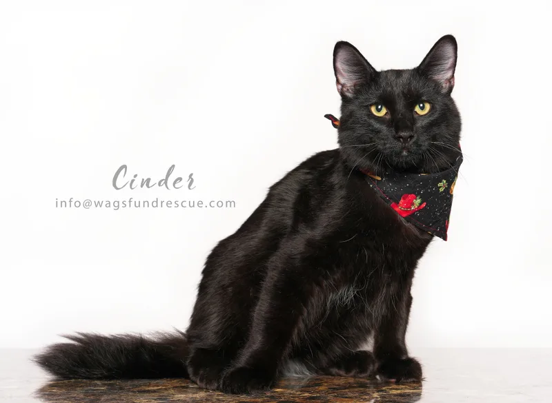 Cinder