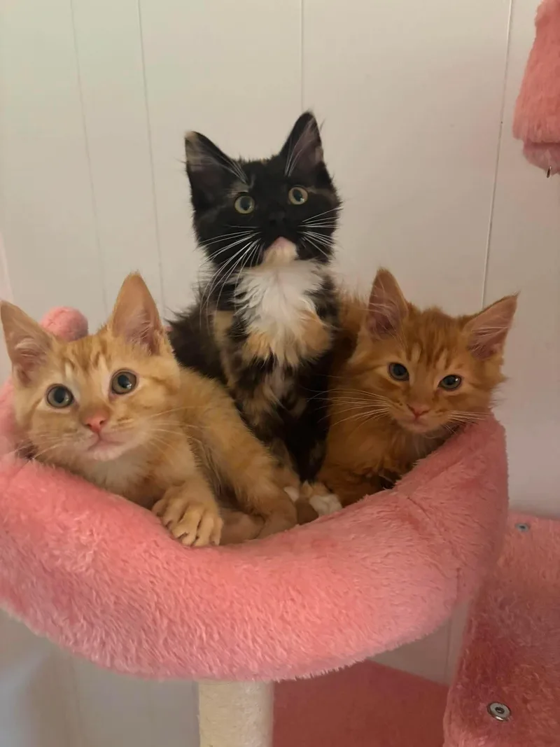 A baby large-sized male Orange / Red Domestic Long Hair cat named Draco for adoption in Fort Oglethorpe, GA