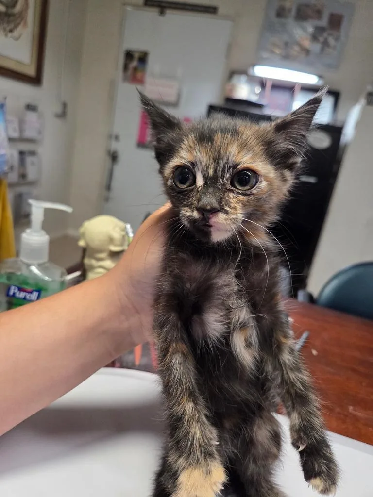 A baby small-sized female Domestic Short Hair cat named Vixen for adoption in Pahrump, NV