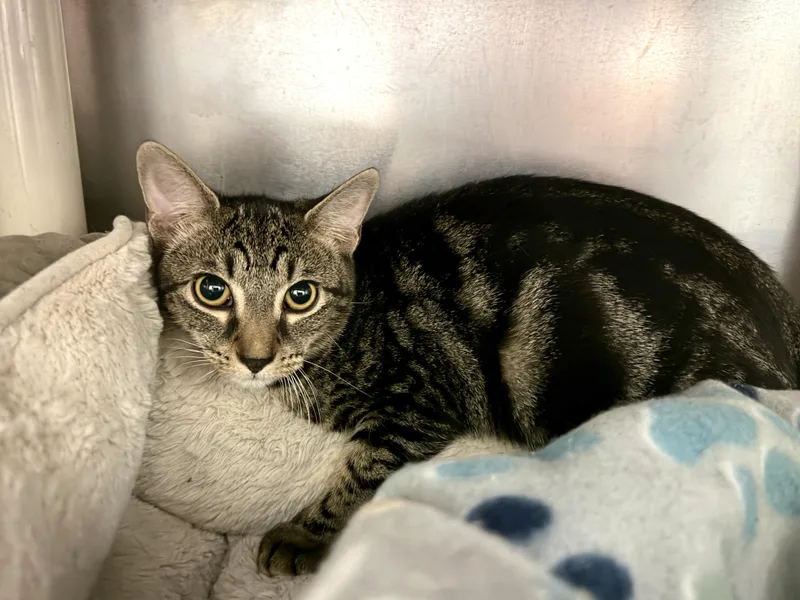 A young medium-sized female Tabby (Tiger Striped) Domestic Short Hair cat named Maple for adoption in Wantagh, NY