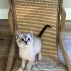 A baby medium-sized female Domestic Short Hair cat named Tassie and Sassie for adoption in Gardnerville, NV