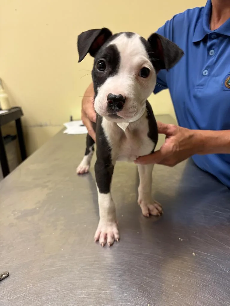 A baby medium-sized female Mixed Breed dog named Carrey for adoption in Florence, SC