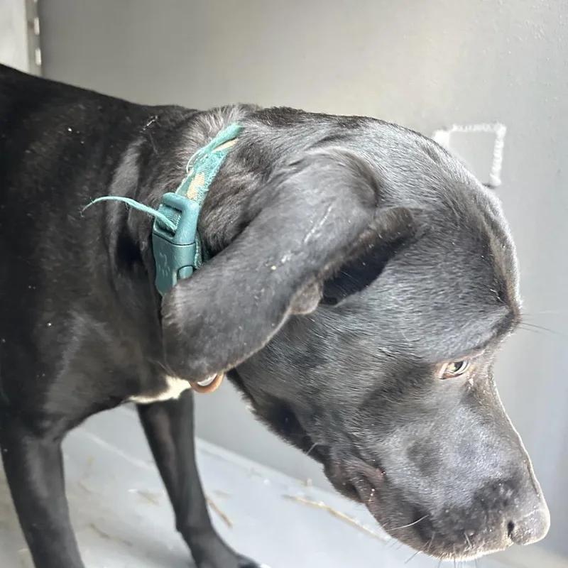 Shocktop thumbnail 2