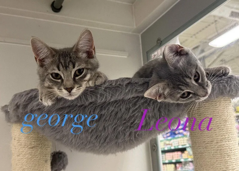 A young medium-sized male Gray & White Domestic Short Hair cat named George for adoption in Spring Lake, NJ