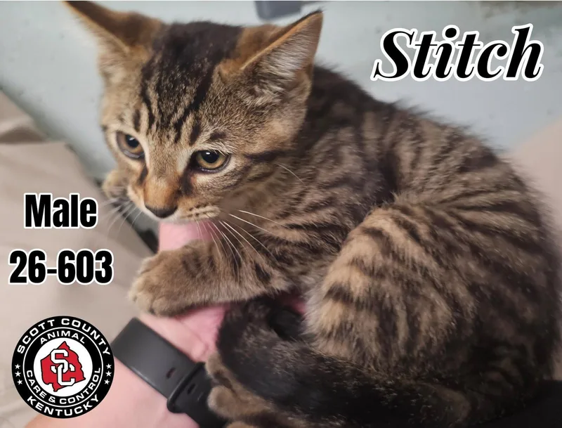 A baby small-sized male Domestic Short Hair cat named Stitch for adoption in Georgetown, KY