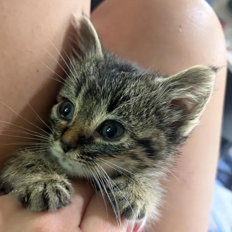 A baby small-sized female Brown / Chocolate Domestic Short Hair cat named Margo C for adoption in Princeton, MN