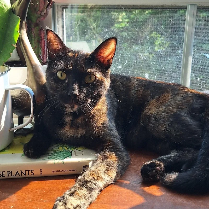 A young small-sized female Tortoiseshell Domestic Short Hair cat named Alice for adoption in BUTLER, PA