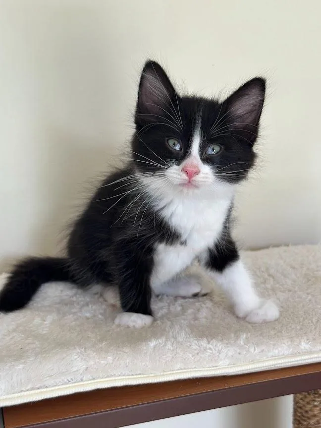 Sylvester thumbnail 3