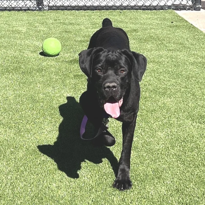 An adult large-sized female Black Cane Corso dog named Nala for adoption in Pittsburgh, PA