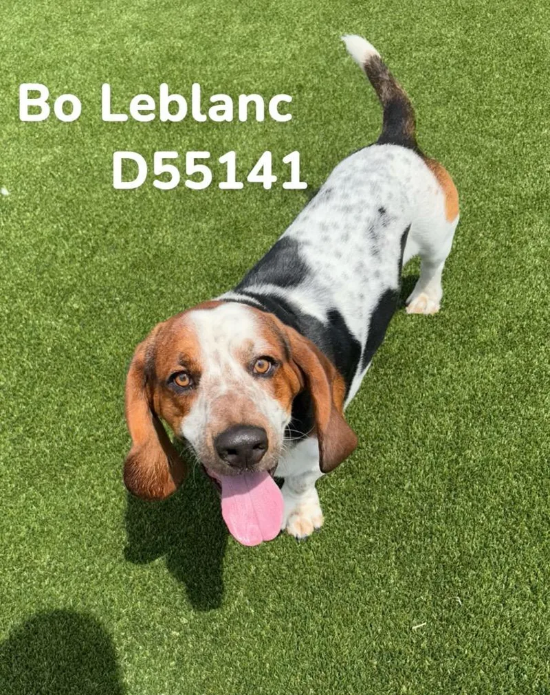 A young medium-sized male Basset Hound dog named Bo Leblanc for adoption in Clarksville, TN
